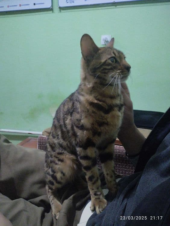 Bellan mushugi juda aqlli mushuk — 3