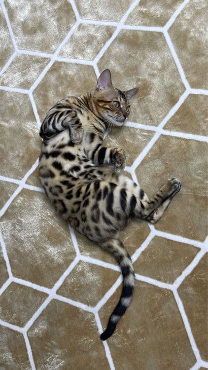 Продаю бенгальского кота — 2