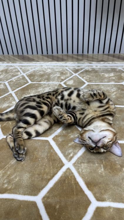 Продаю бенгальского кота — 3