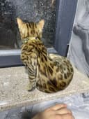 Mushuk bengal sotiladi srochna