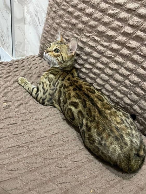 Mushuk bengal sotiladi srochna — 2