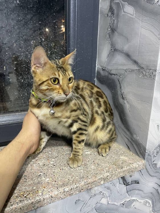 Mushuk bengal sotiladi srochna — 3