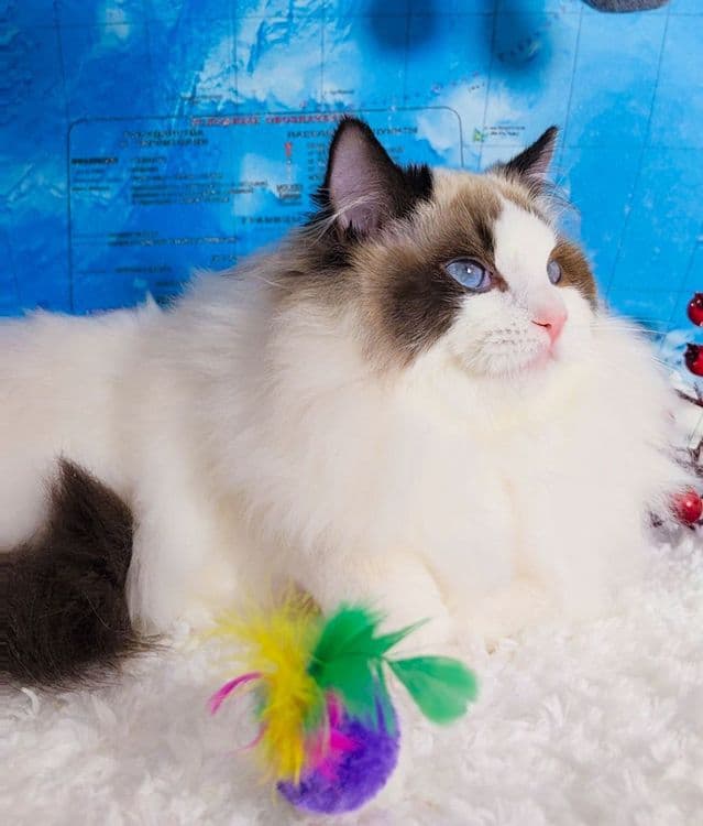 Привозные РЕГДОЛЛЫ!! — 1
