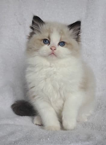 Привозные РЕГДОЛЛЫ!! — 3
