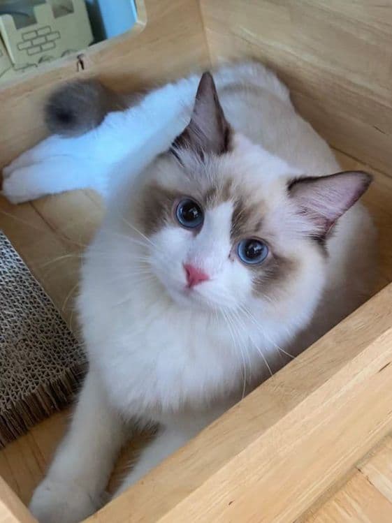 Привозные РЕГДОЛЛЫ!! — 4