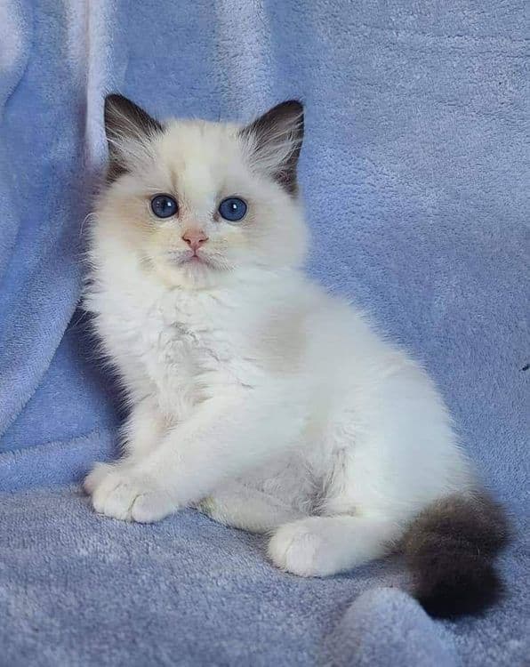 Привозные РЕГДОЛЛЫ!! — 5