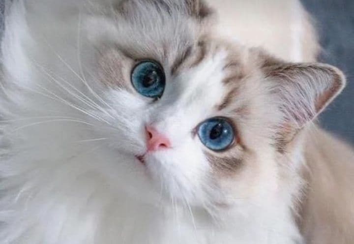 Привозные РЕГДОЛЛЫ!! — 6