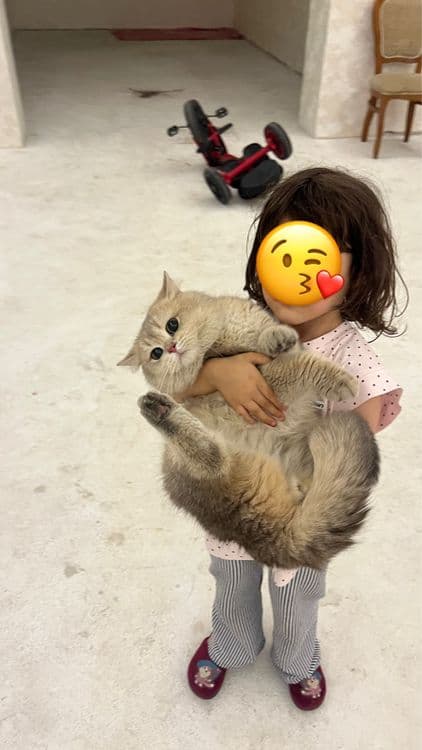 British shorthair — 1