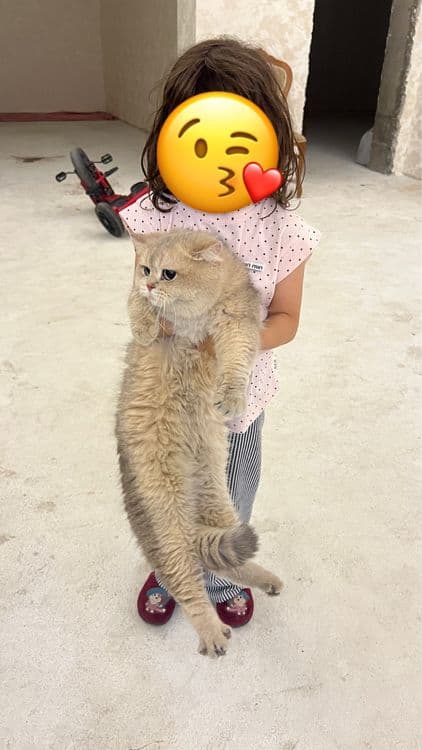 British shorthair — 2