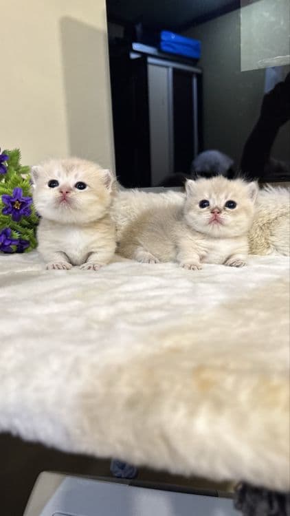 Munchkin манчкин