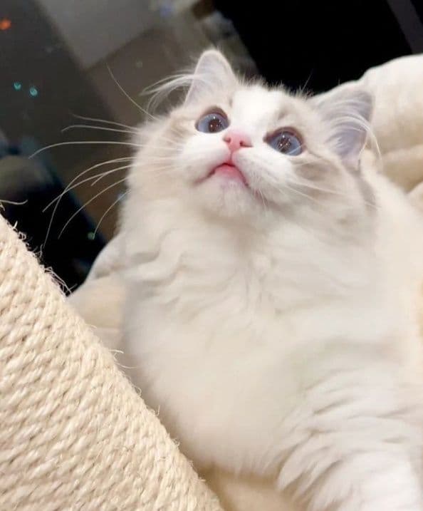 Регдоллы чистокровные — 3