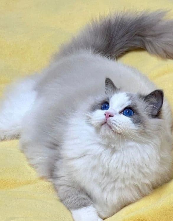 Регдоллы чистокровные — 4