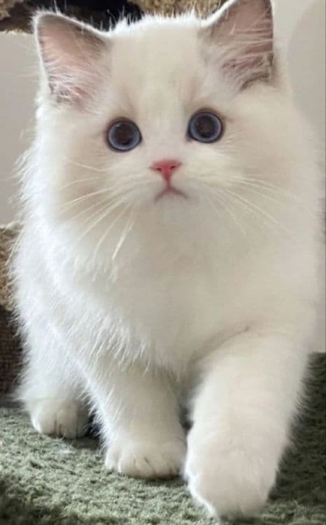 Регдоллы чистокровные — 6