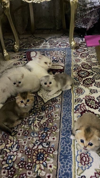 Британская шиншилла — 5