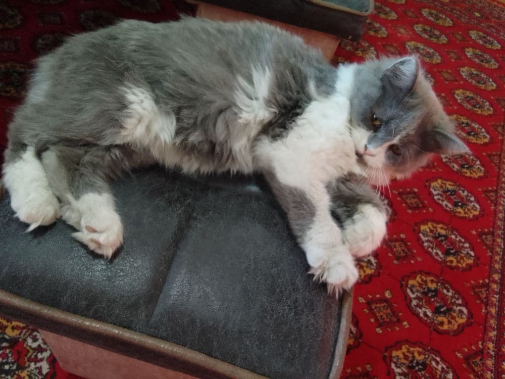 Скотиш страет. Хеланд. — 2