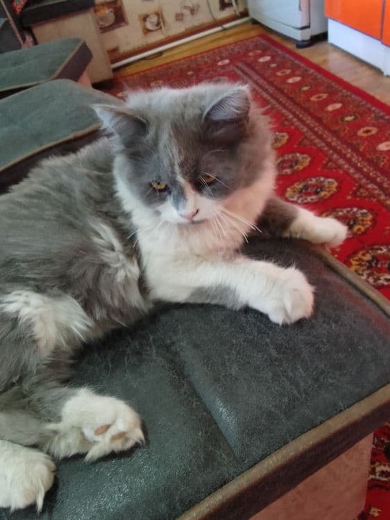 Скотиш страет. Хеланд. — 3