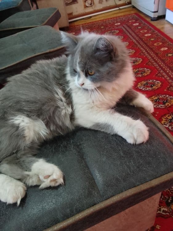 Скотиш страет. Хеланд. — 4