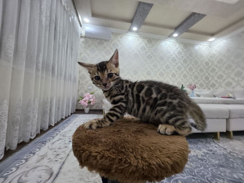 Бенгал мушукчалар сотилади. — 1