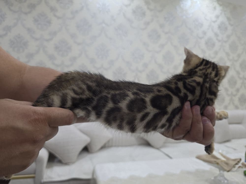 Бенгал мушукчалар сотилади. — 8