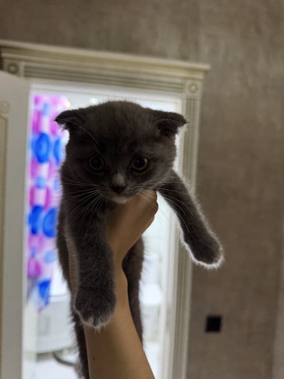 Британские вислоухие котята мальчики — 2