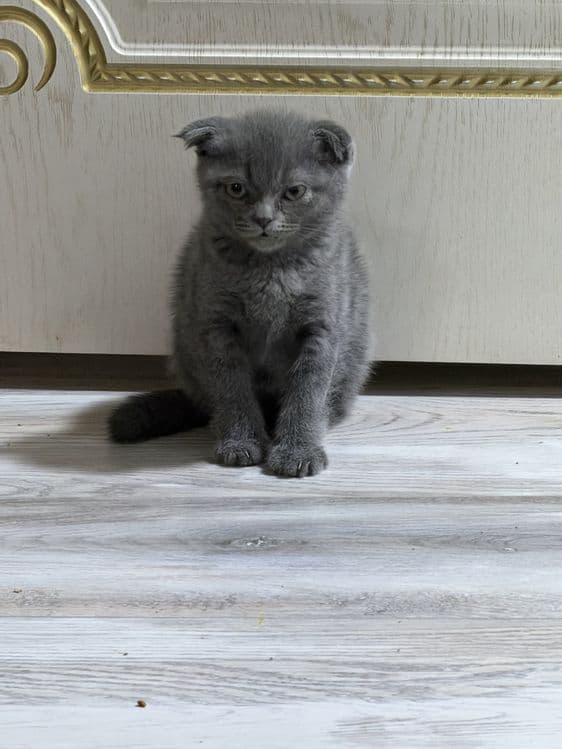Британские вислоухие котята мальчики — 3