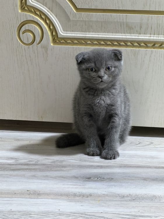 Британские вислоухие котята мальчики — 4