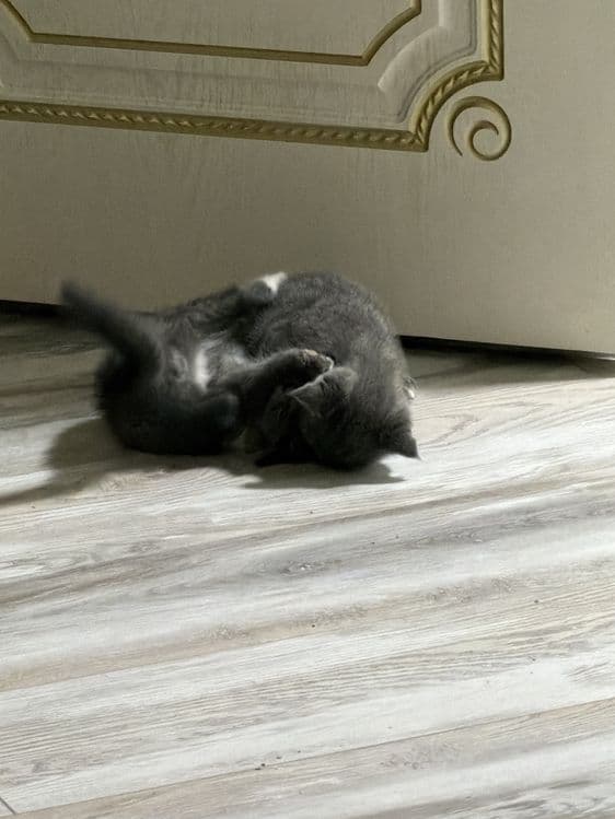 Британские вислоухие котята мальчики — 5