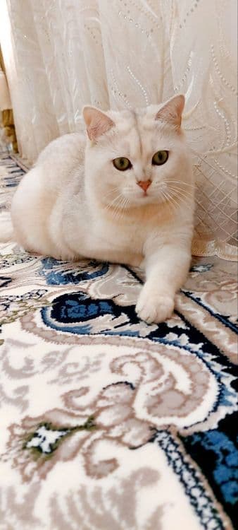 Вияска хизмати — Зотдор Бритиш Шиншилла эркак мушук — 4