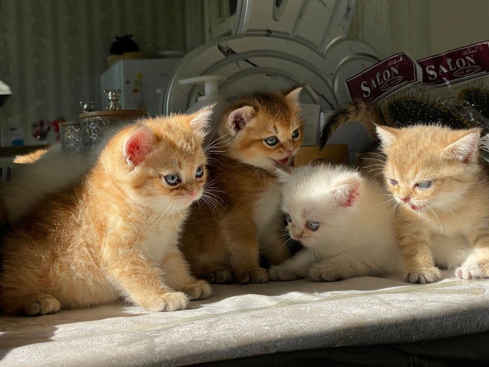 Britan Chinchilla mushukchalar — 2