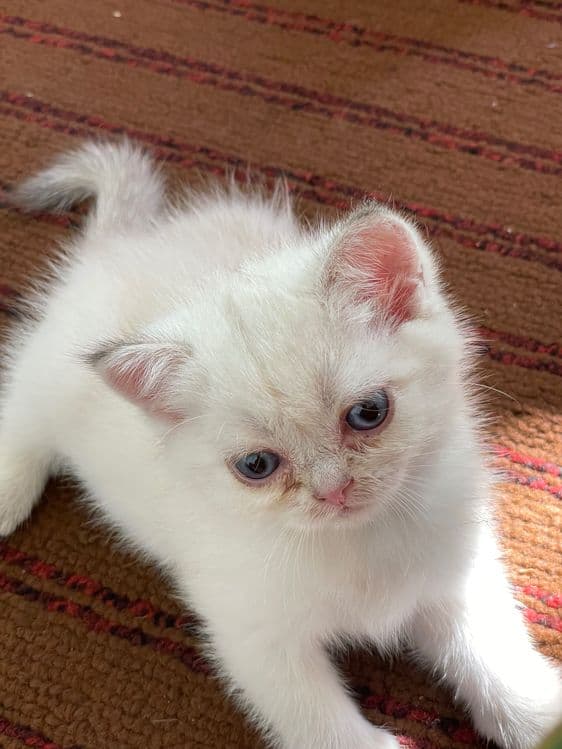 Britan Chinchilla mushukchalar — 8