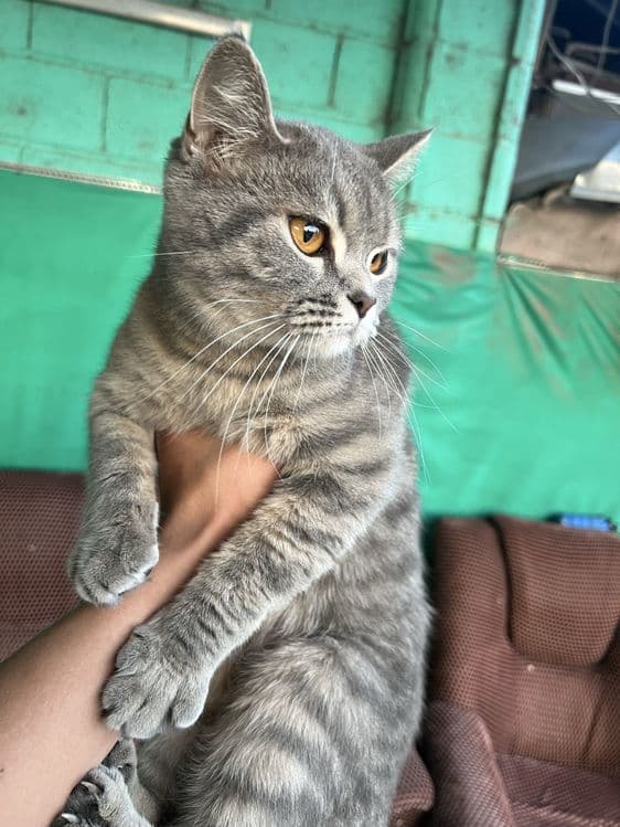 British mushuk sotiladi 9oylik qiz bola narxini kelishamiz — 3