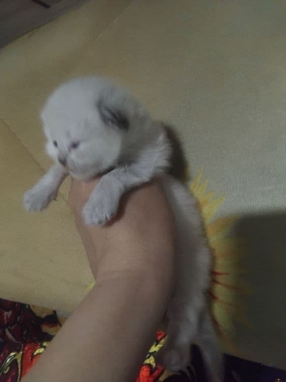 Скотиш фолд старает хеланд бронга — 1