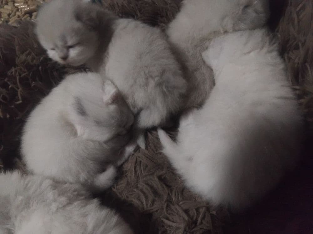 Скотиш фолд старает хеланд бронга — 2