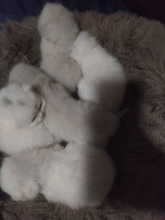 Скотиш фолд старает хеланд бронга — 3