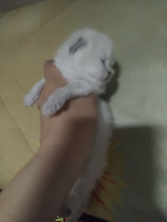 Скотиш фолд старает хеланд бронга — 4