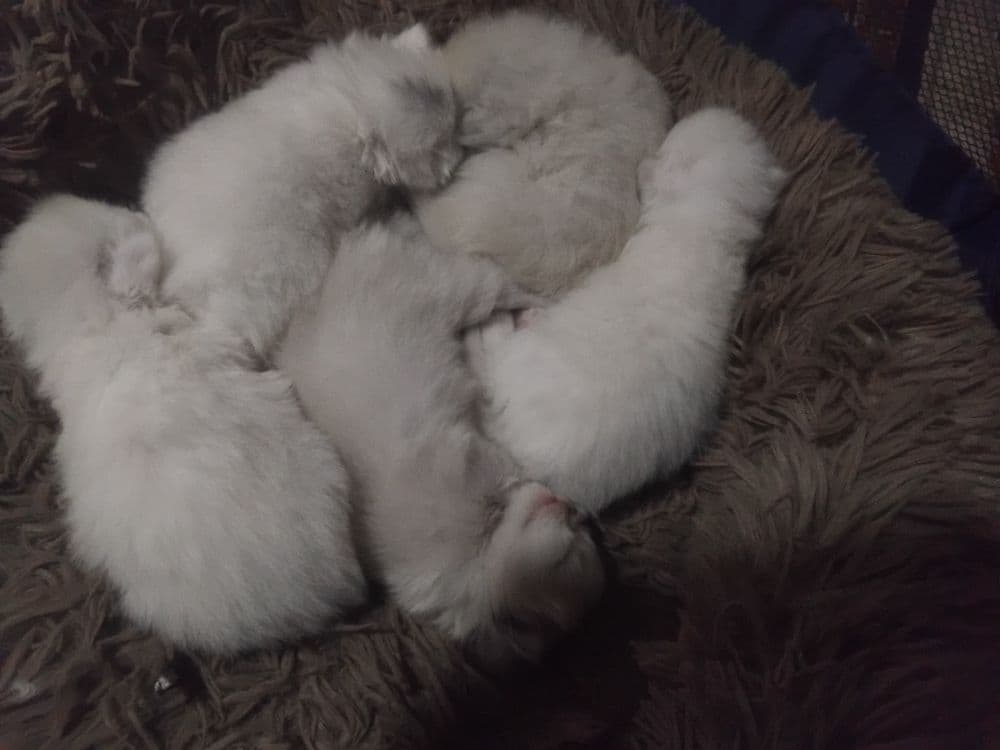 Скотиш фолд старает хеланд бронга — 5