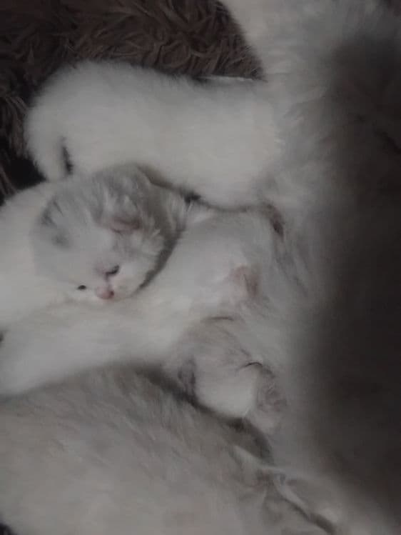Скотиш фолд старает хеланд бронга — 6