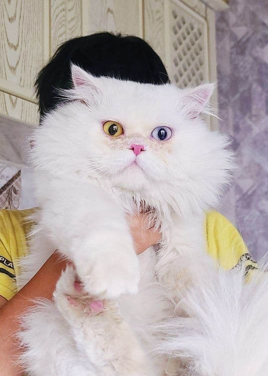 Скотиш фолд старает хеланд бронга — 7