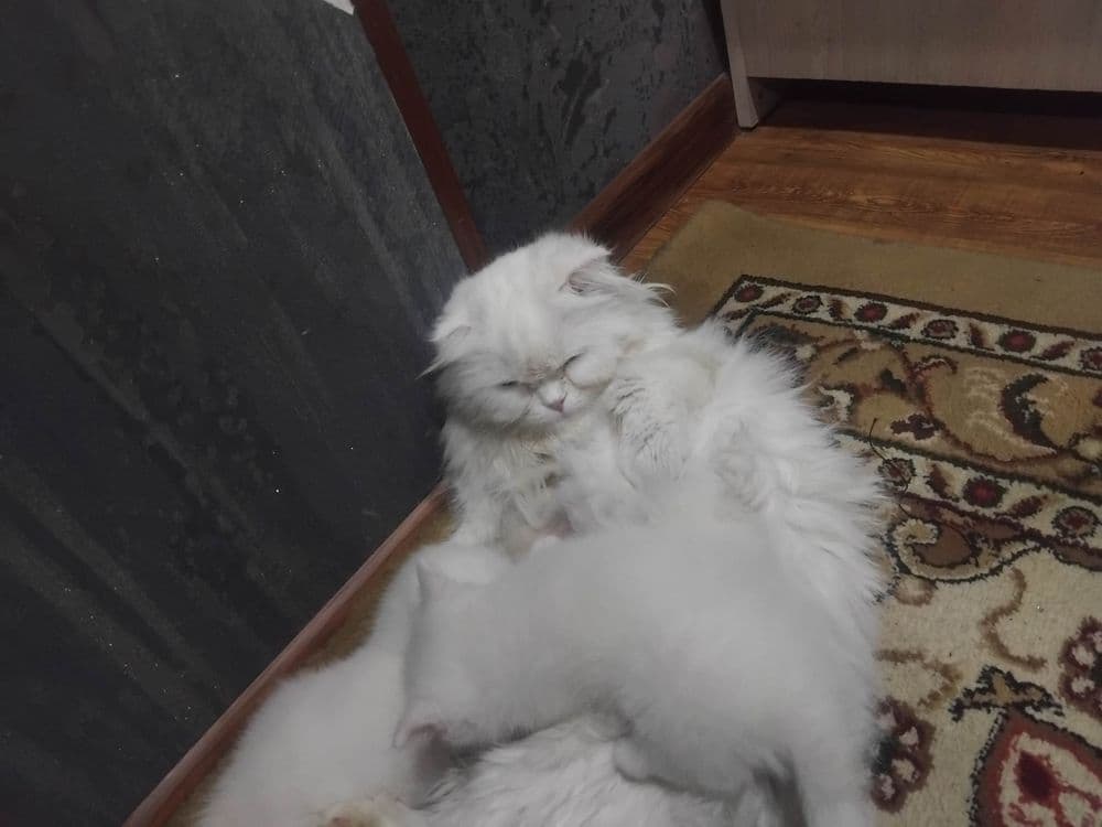 Скотиш фолд старает хеланд бронга — 8