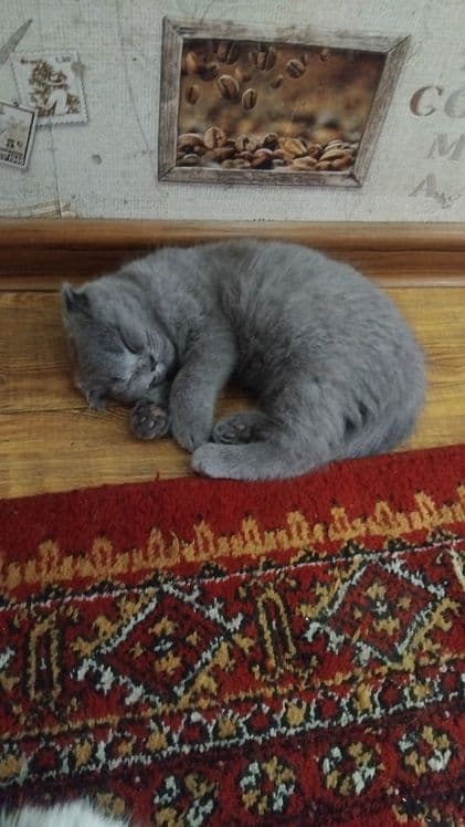 Скотиш страдает  сотилади — 2