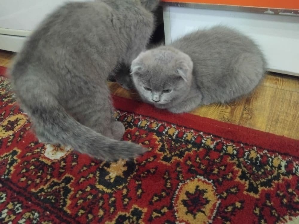 Скотиш страдает  сотилади — 3