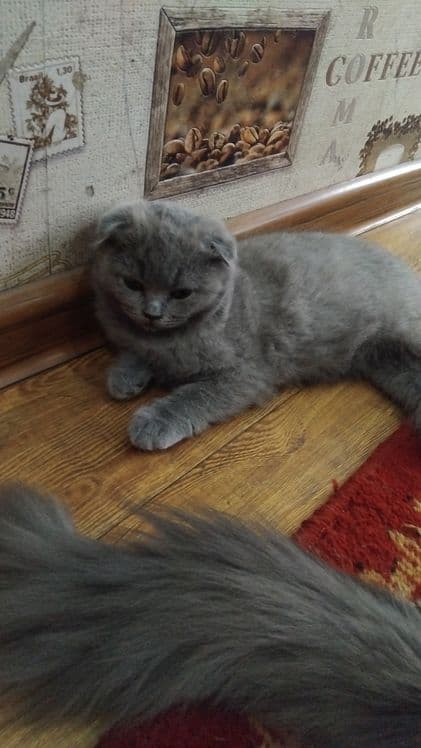 Скотиш страдает  сотилади — 4