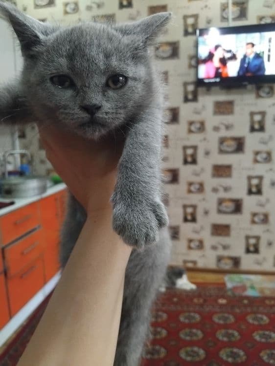 Скотиш страдает  сотилади — 5