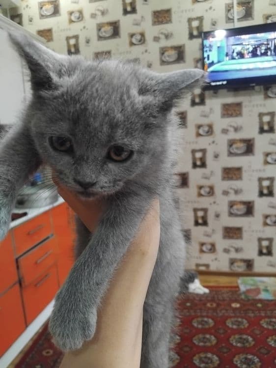 Скотиш страдает  сотилади — 6