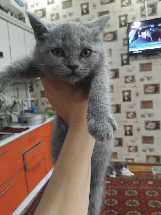 Скотиш страдает  сотилади — 7