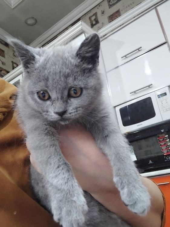 Скотиш страдает  сотилади — 8