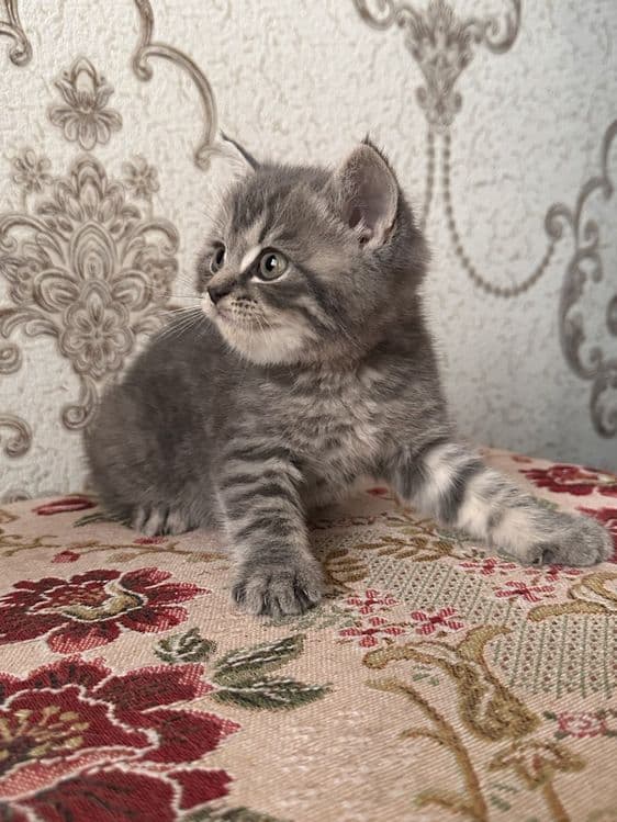 Продается котенок! — 1