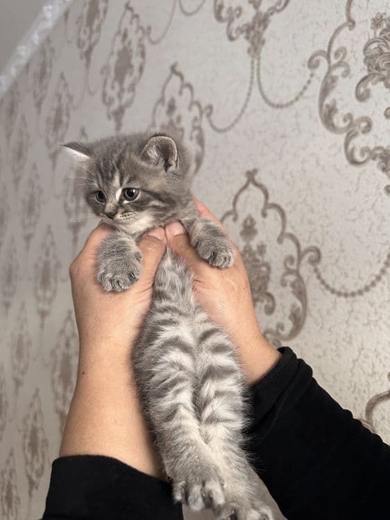 Продается котенок! — 2