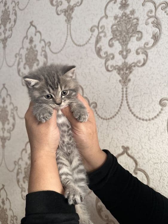 Продается котенок! — 3