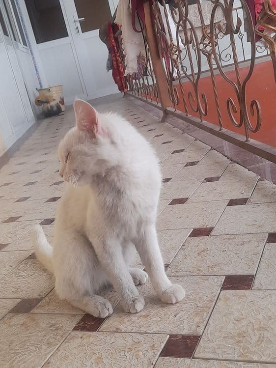 Mushuk 5 yarim 6 oyli — 2